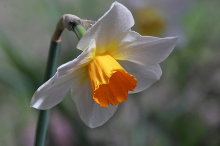 Daffodil portrait