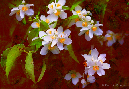 Mock Orange 