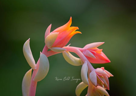 Blooming Succulent