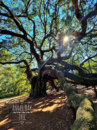 Angel Oak Tree, South Carolina 