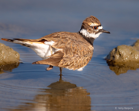 Killdeer