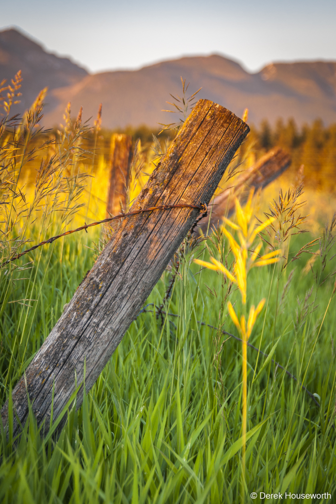 Fence Posts