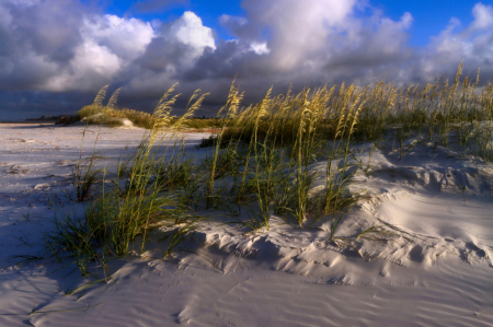 Sea Oats in Late Afternoon