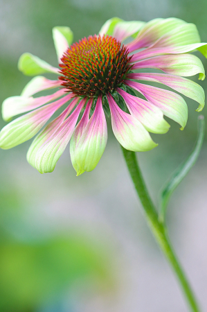 Green Twister Coneflower