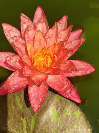 Pond Lily