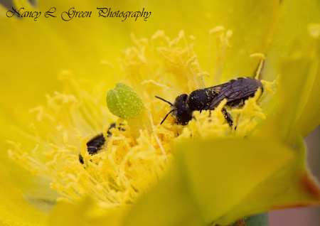 Pollen Feasting