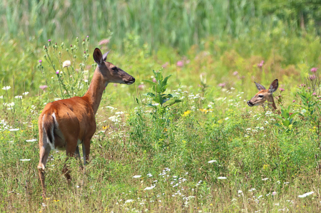 Doe And Her Fawn