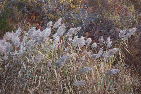 Southeast Station Grass