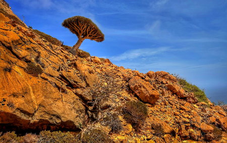 ~ ~ DRAGON BLOOD TREE AT THE EDGE ~ ~ 