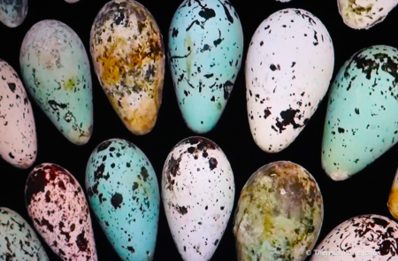 Bird Eggs