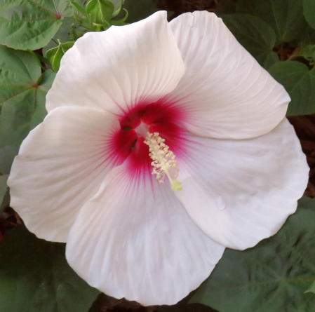 Hibiscus