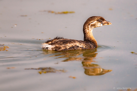 Pied-billed Grebe