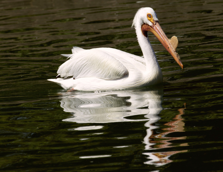 Pelican Reflection