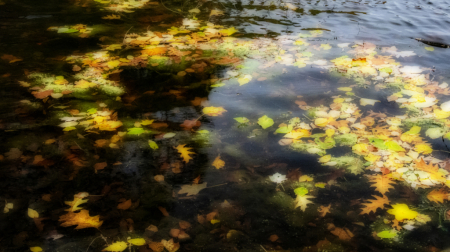 Floating Autumn