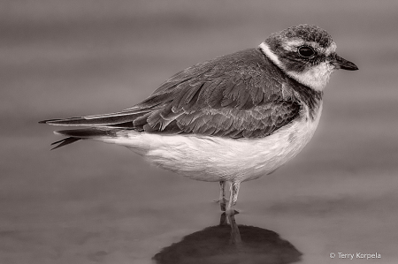 Semipalmated Plover B&W