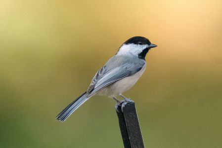 Carolina Chickadee