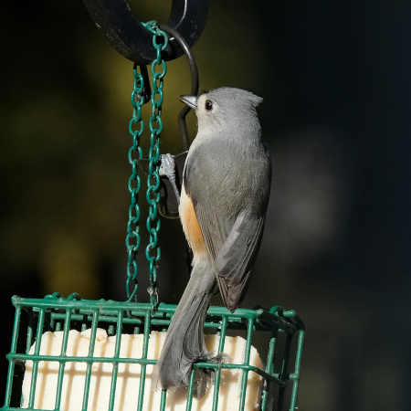 Tufted Titmouse