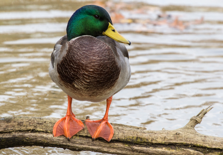 Male Mallard