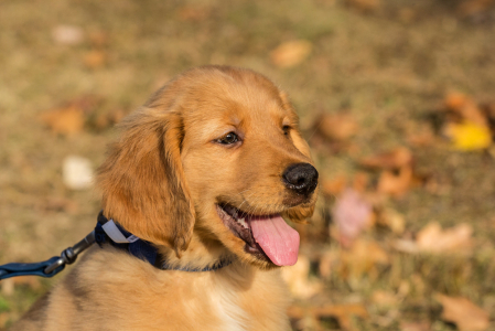 Golden Retriever Puppy 