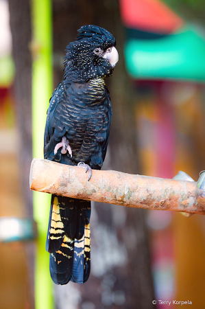 Halloween Cockatoo