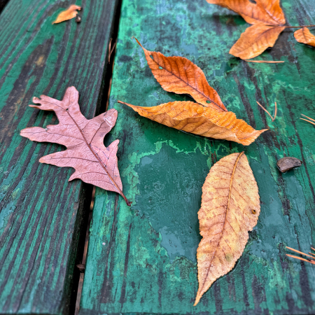 Leaves on Picnic Table