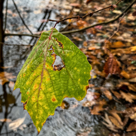 Leaf Me Alone