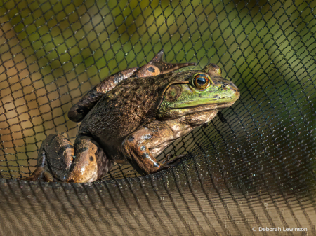 Bullfrog Sunbathing