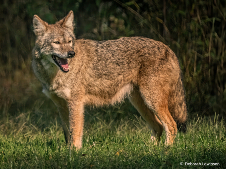 Cayote in My Backyard