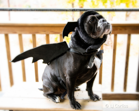 bat dog