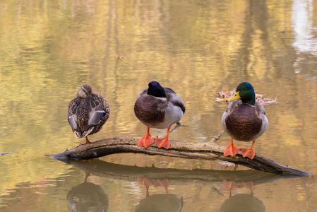 Sometimes You Get Yer Ducks in a Row 