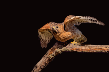 The Red Shouldered Hawk