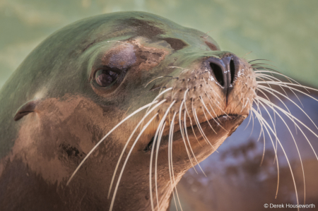 California Sea Lion