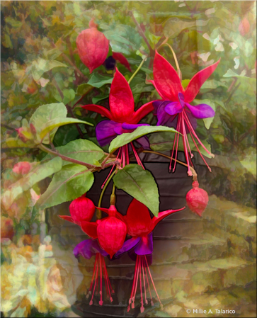 Fuschia In Summer