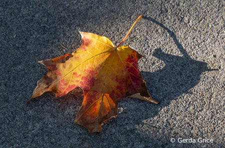 Fallen Autumn Glory