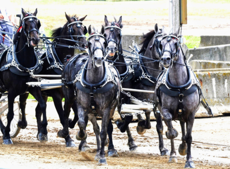 Six Horse Hitch Turning in Limited Space