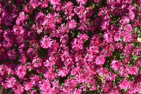 Fall Mums