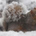 © Theresa Marie Jones PhotoID # 16128707: Snowy Squirrel 