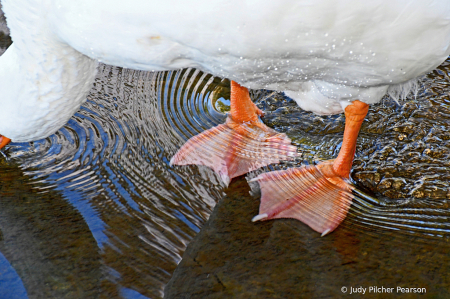 the duck spa.....