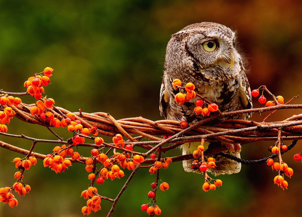 Screech Owl