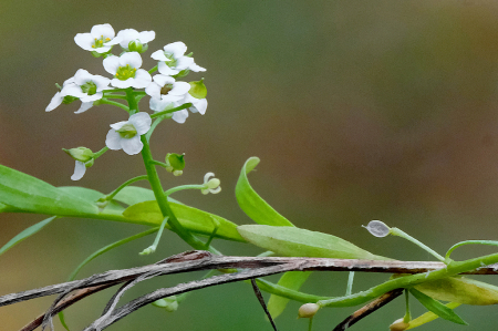 Sweet Alyssum