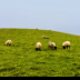 © Kelley J. Heffelfinger PhotoID # 16128851: Irish Pastures