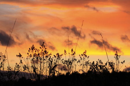 The Field at Sunset