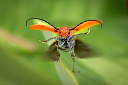 The Dancing Milkweed Borer