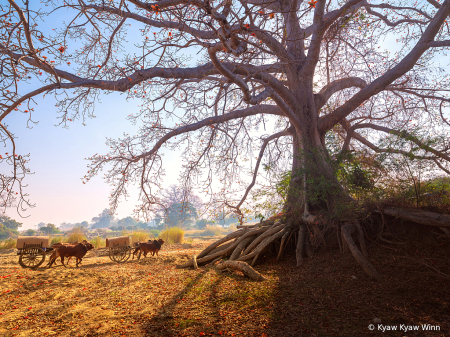 Under the Huge Tree