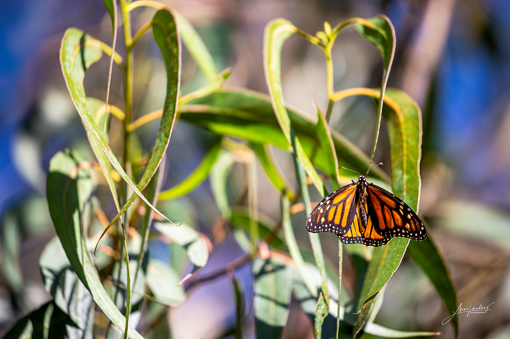 Butterfly Leaves