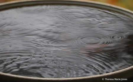 Birdbath Rain Drops