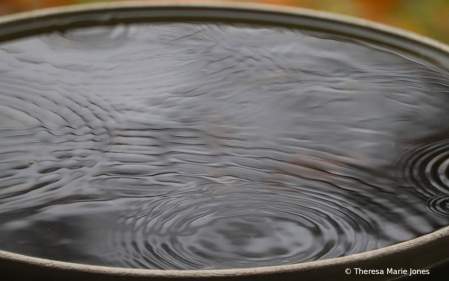 Raindrops in Birdbath