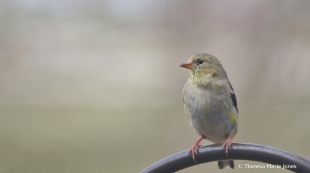 Goldfinch