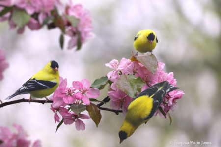 Goldfinches 