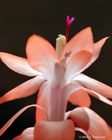 Coral Thanksgiving Cactus Flower